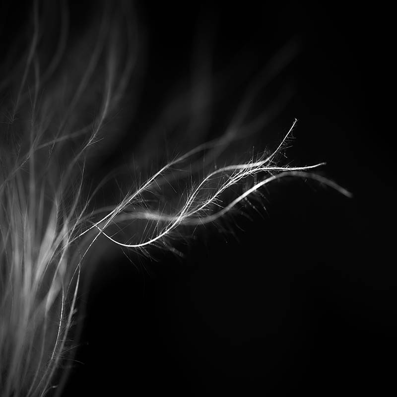 _LCB7181 _LCB7181
