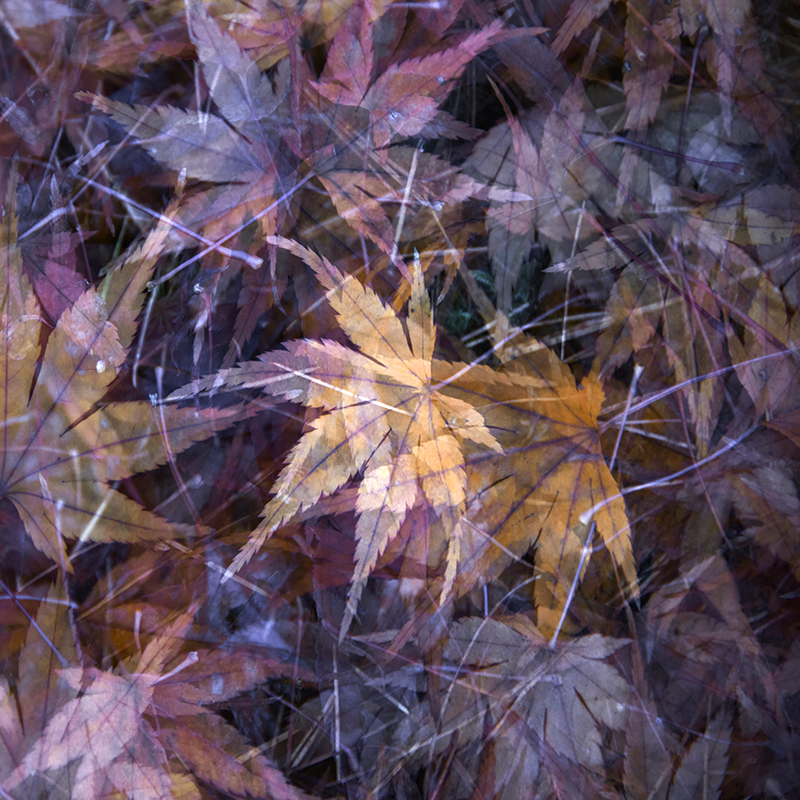 5_Leaves